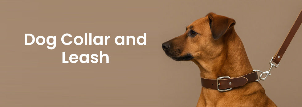 Top 5 Mistakes Dog Owners Make With Leashes and Harnesses (And How to Avoid Them)