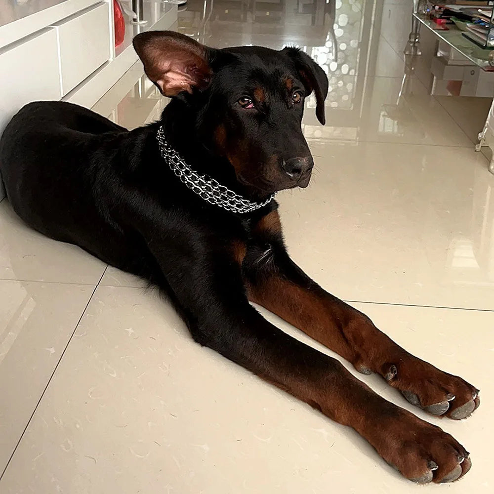 A black and tan Doberman dog lying wearing a silver chain collar.
