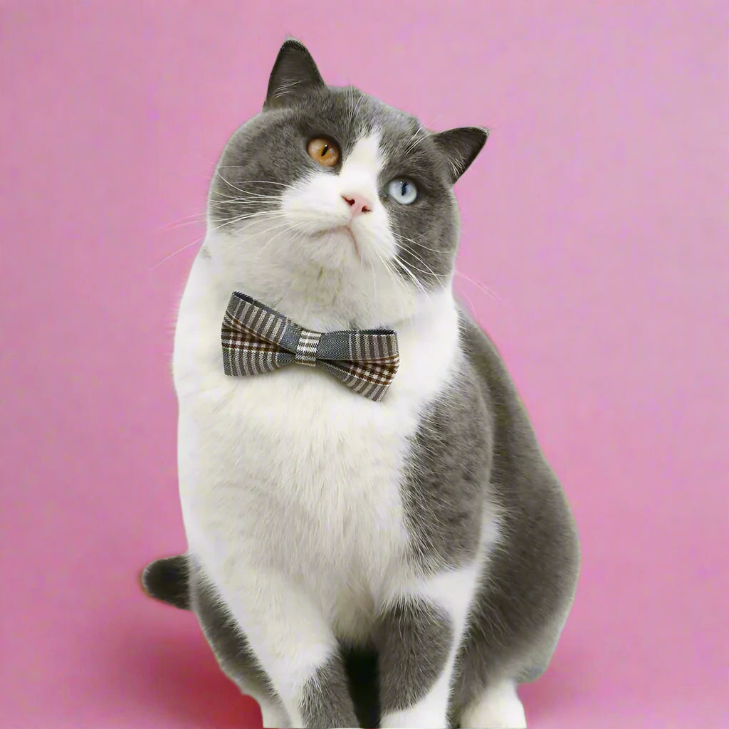 Black Chex Bow tie for Dogs and Cats