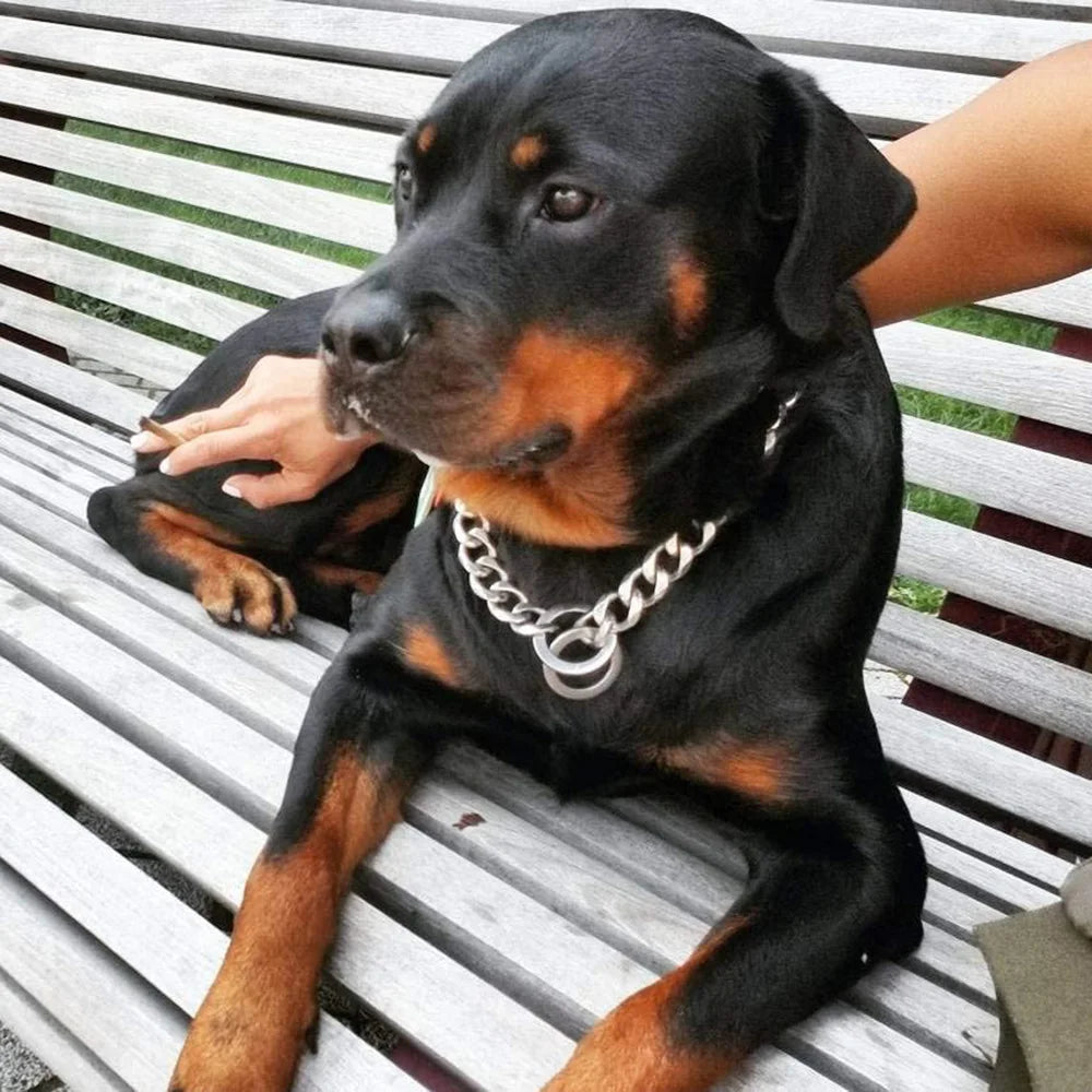 Black and brown Rottweiler dog wearing Cuban link chain