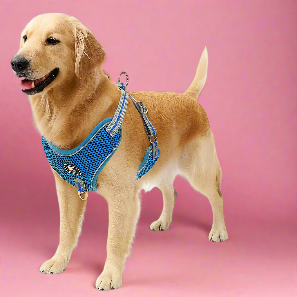 Blue Harness and Leash set