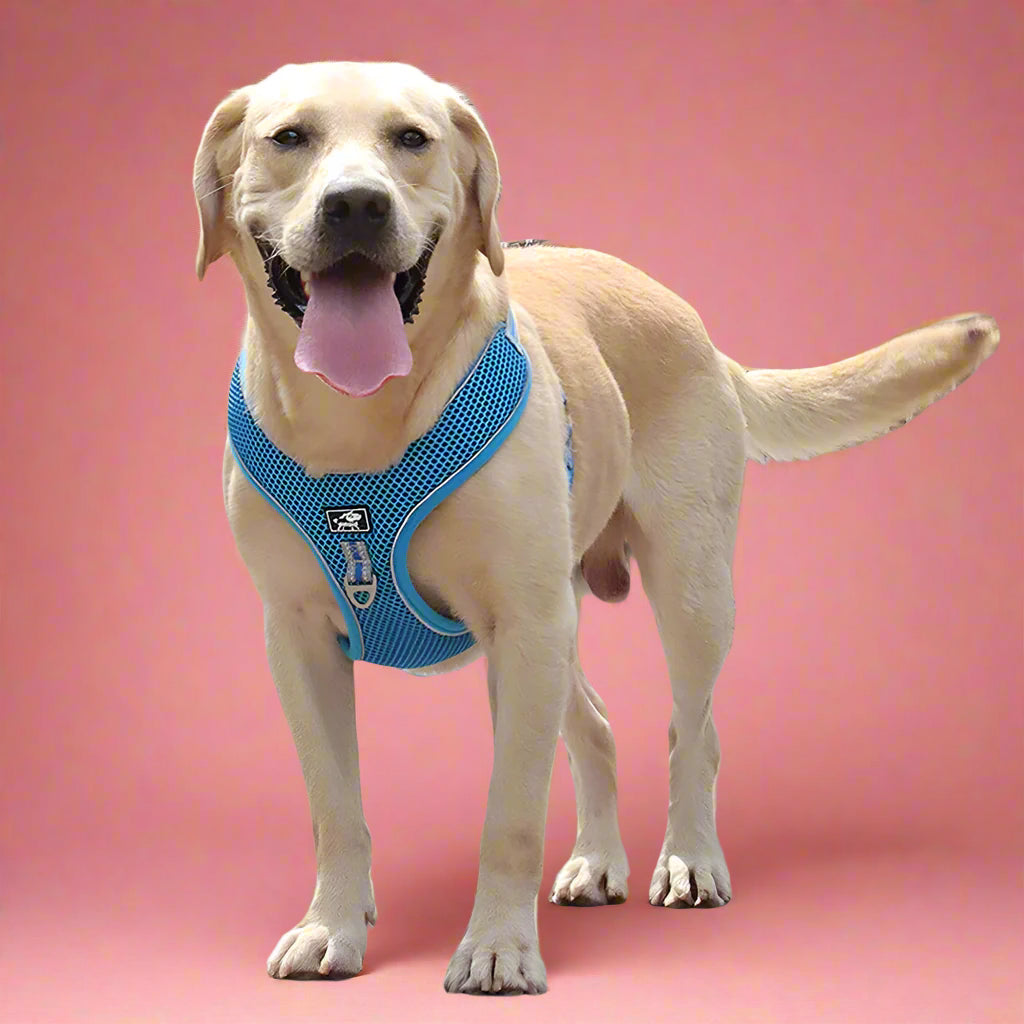 Blue Harness and Leash set for dog