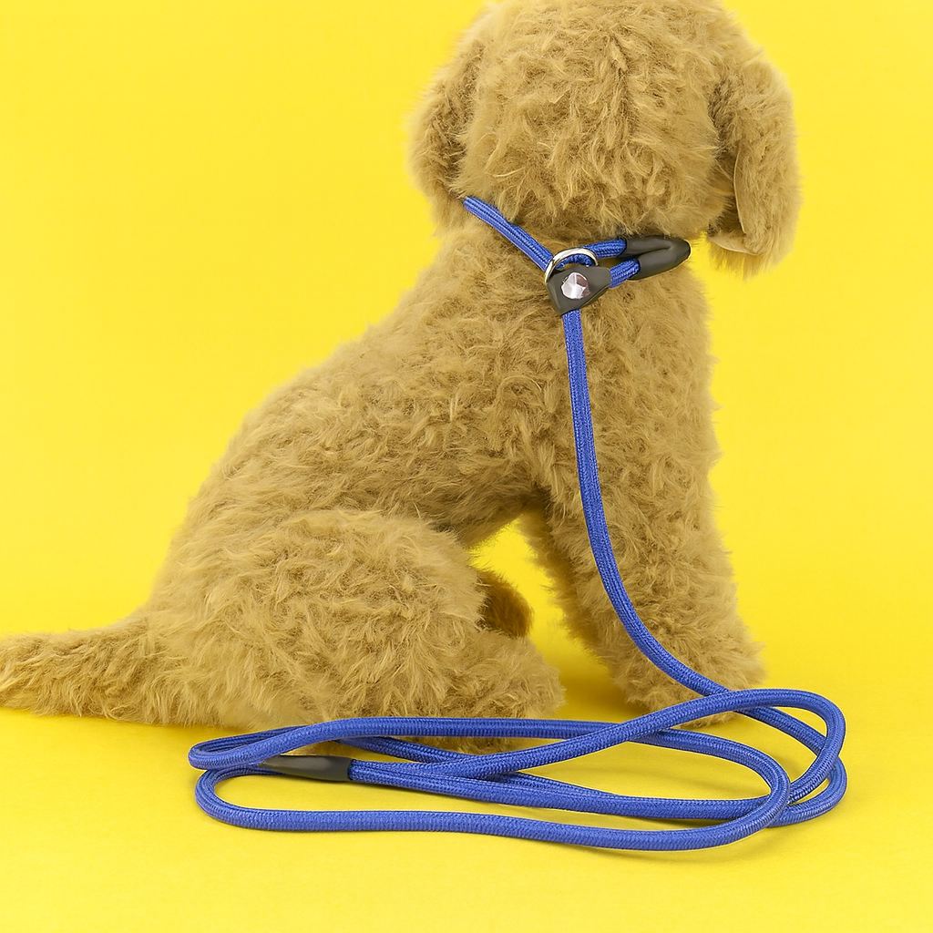 Brown dog wearing a blue leash on a yellow background