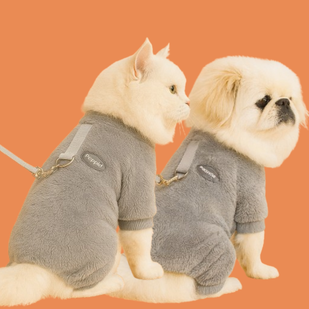 Cat and small dog wearing gray fleece outfits on an orange background