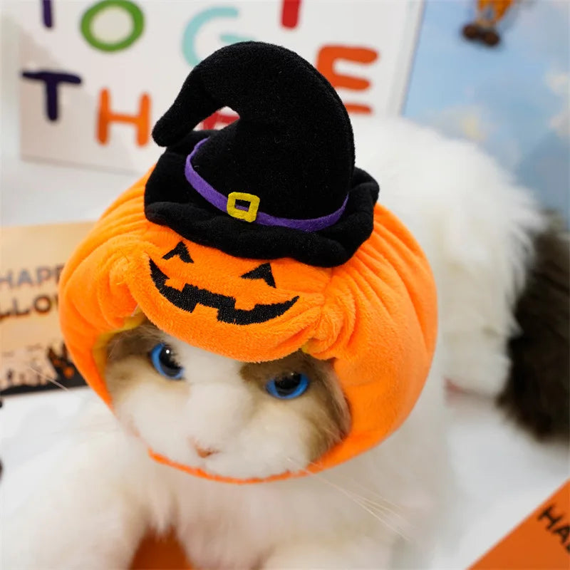 Cat wearing a Halloween-themed pumpkin hat with a witch's hat on top.