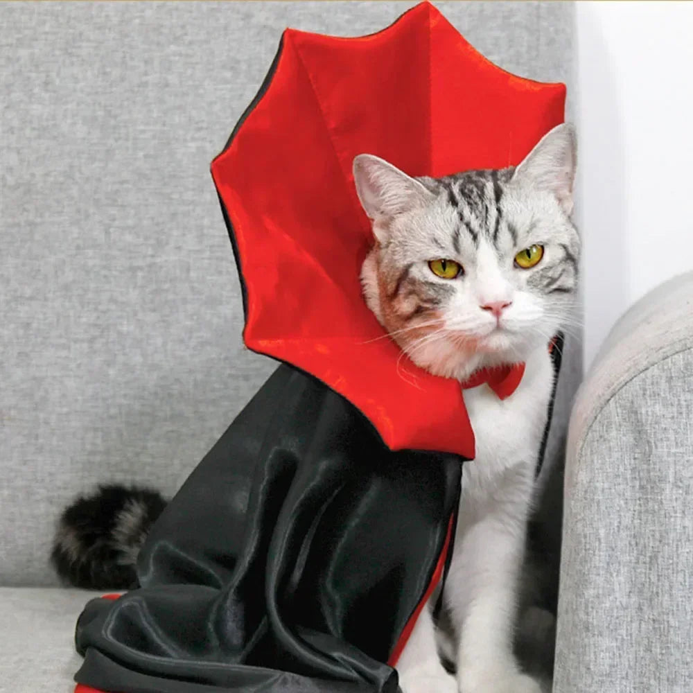 Cat wearing a red and black cape for Halloween party