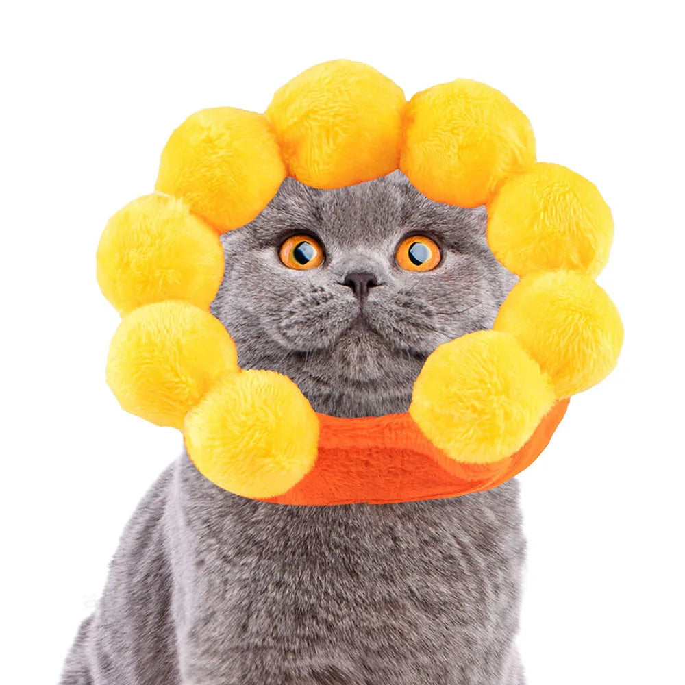 Cat wearing a sun-shaped yellow hat with an orange border on a white background