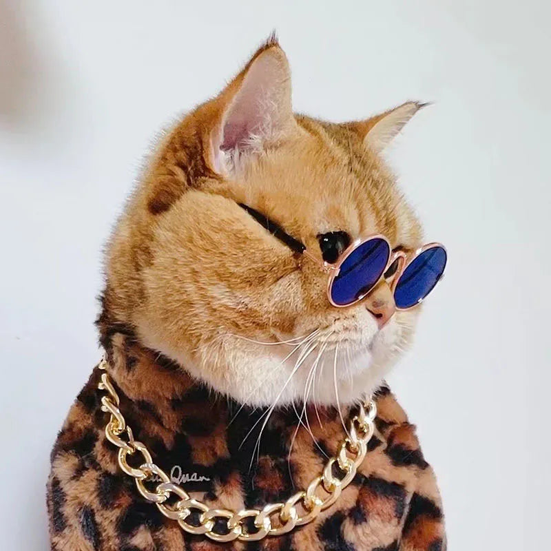 Cat wearing blue sunglasses 