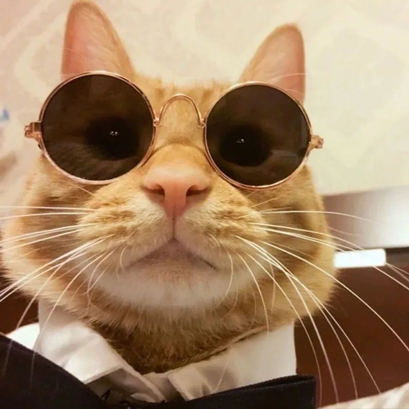 Cat wearing round sunglasses pet sunglasses