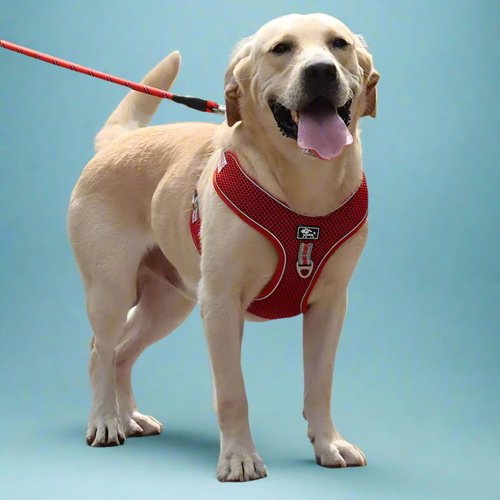 Dog harness and leash set in Red