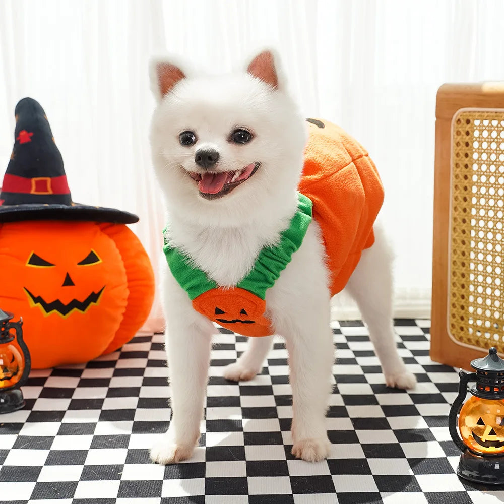 Dog in a Halloween costume ready for Halloween party 