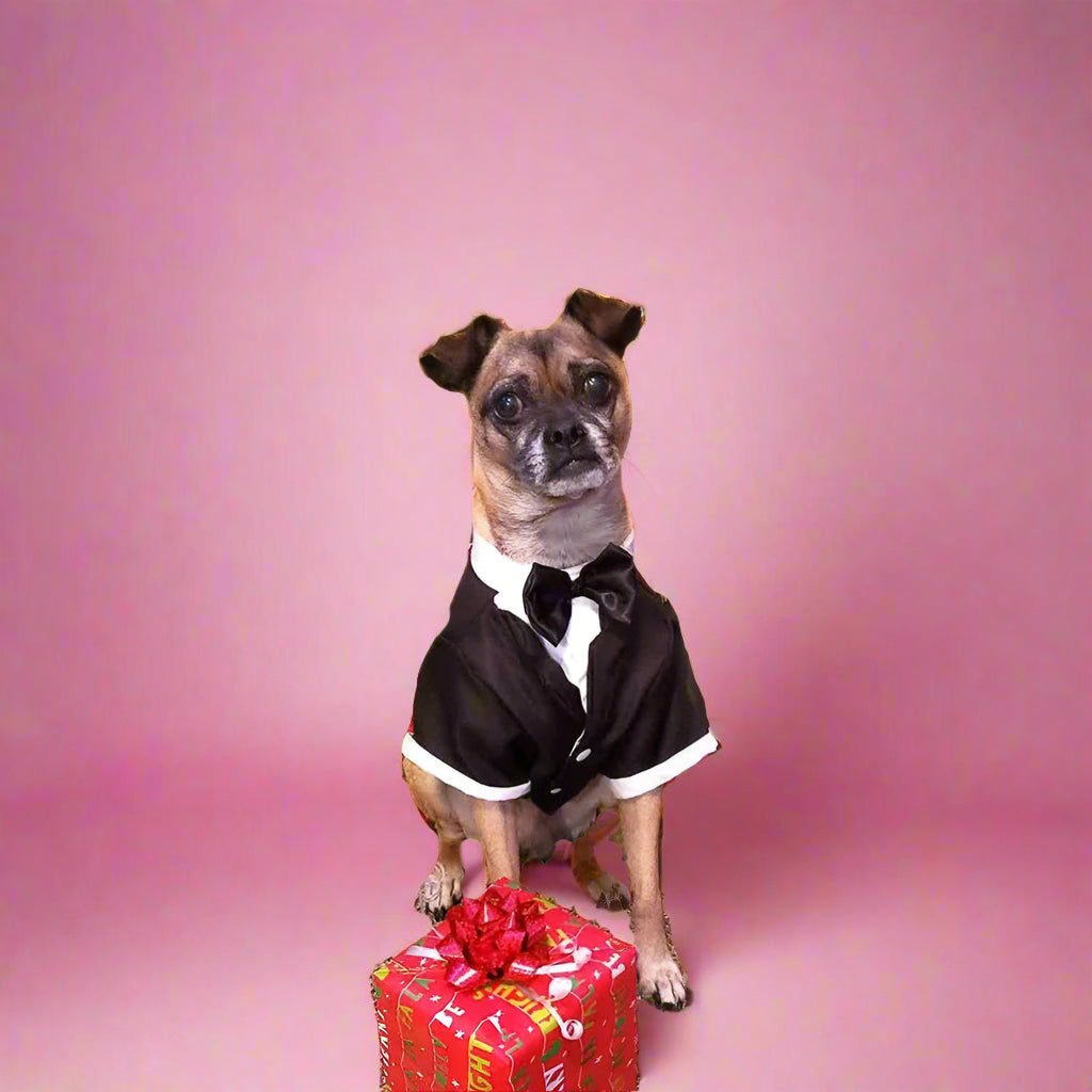 Dog in a tuxedo standing on a red gift box