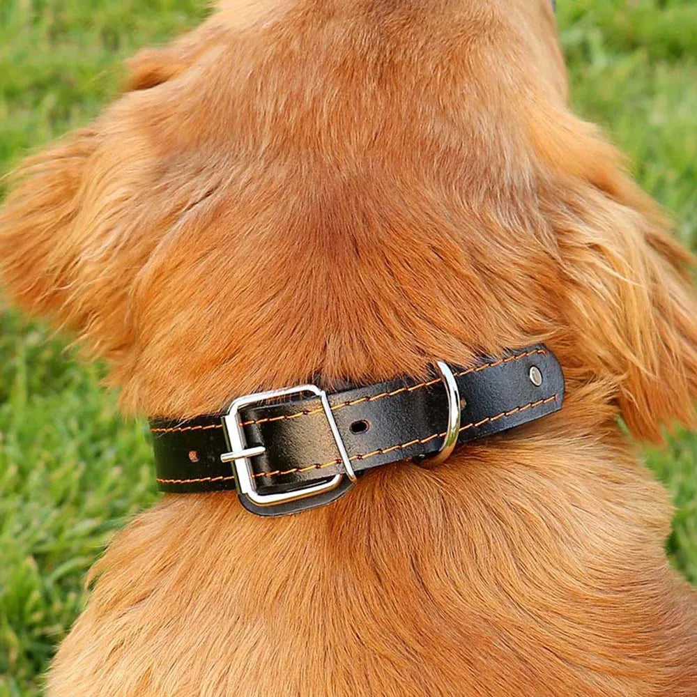 Dog wearing a black leather collar with a metal buckle on a grassy background