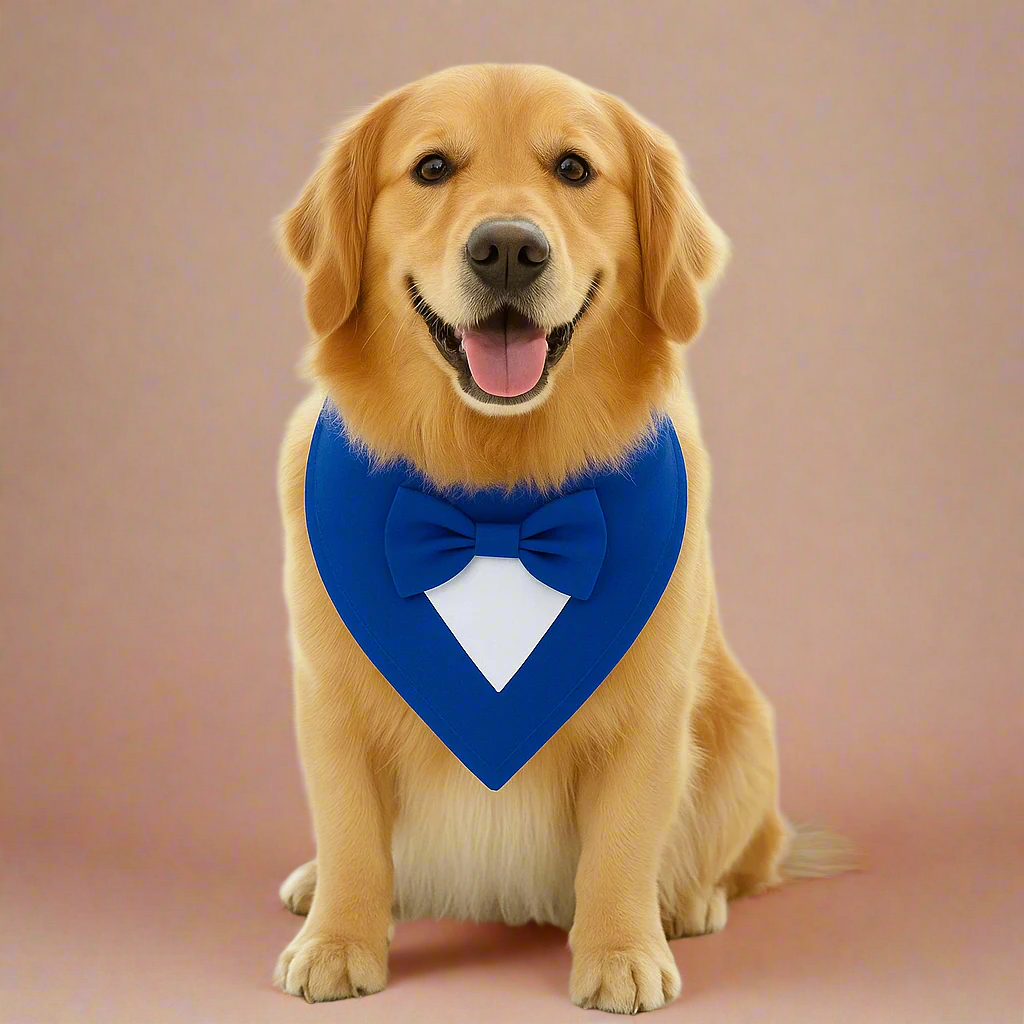 Dog wearing a blue bow tie 