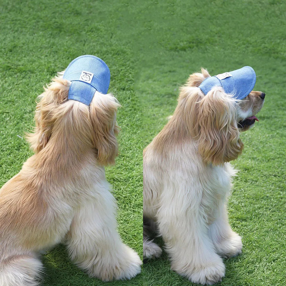 Dog wearing a blue cap on a grassy field