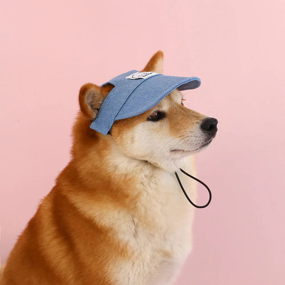 Dog wearing a blue cap on a pink background