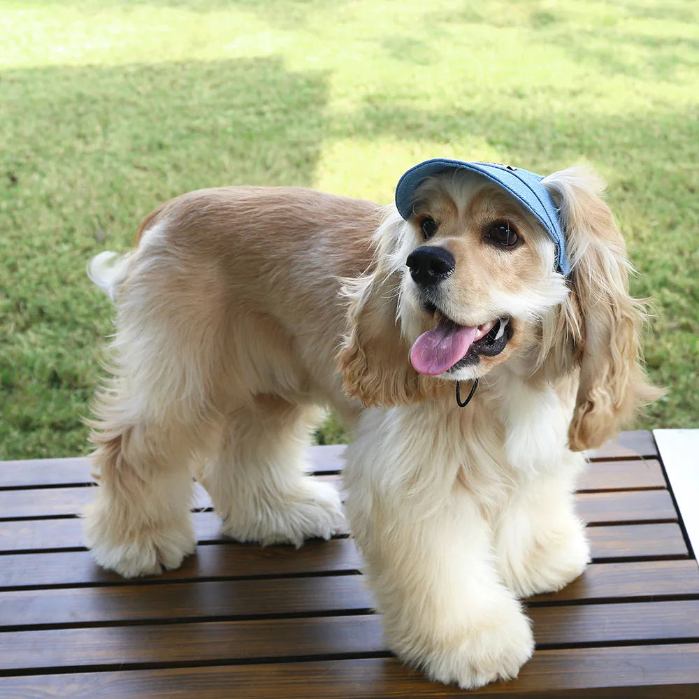 Dog wearing a blue cap on a wooden deck with grass in the background