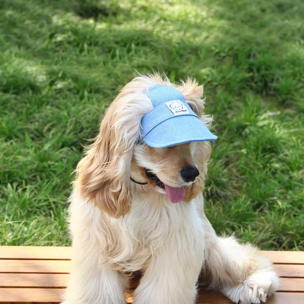 Dog wearing a blue cap sitting on a wooden bench with grass in the background