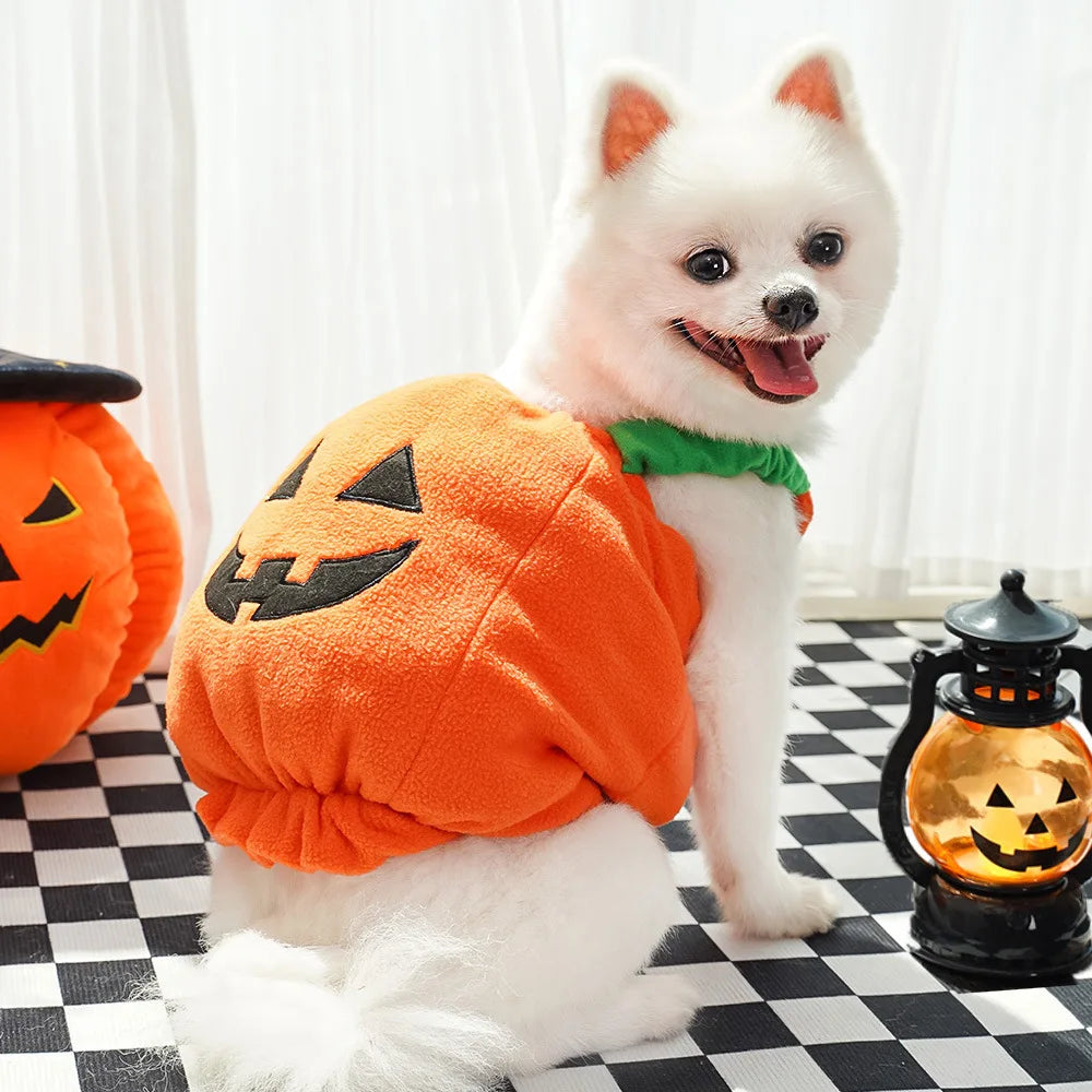 Dog wearing a pumpkin costume with Halloween decorations.