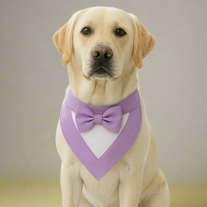 Dog wearing a purple bow tie 