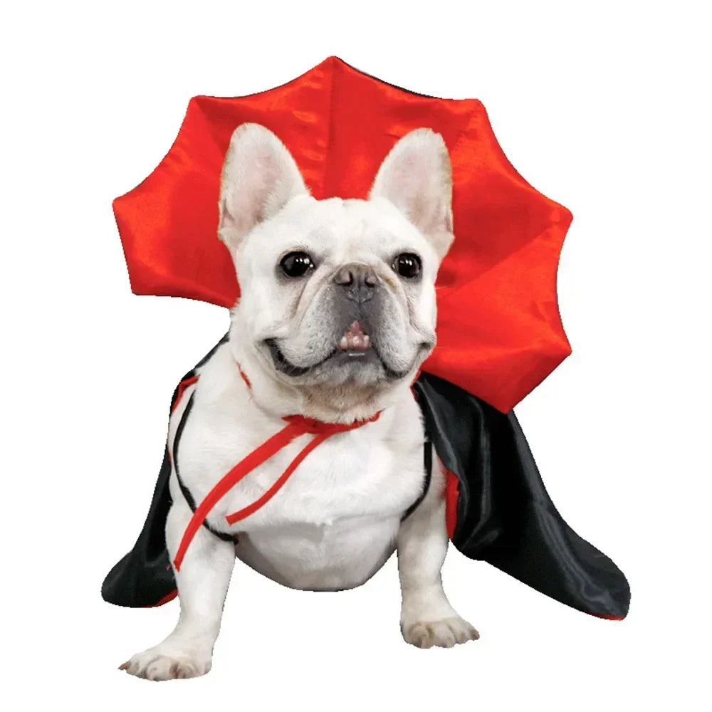 Dog wearing a red and black cape on a white background