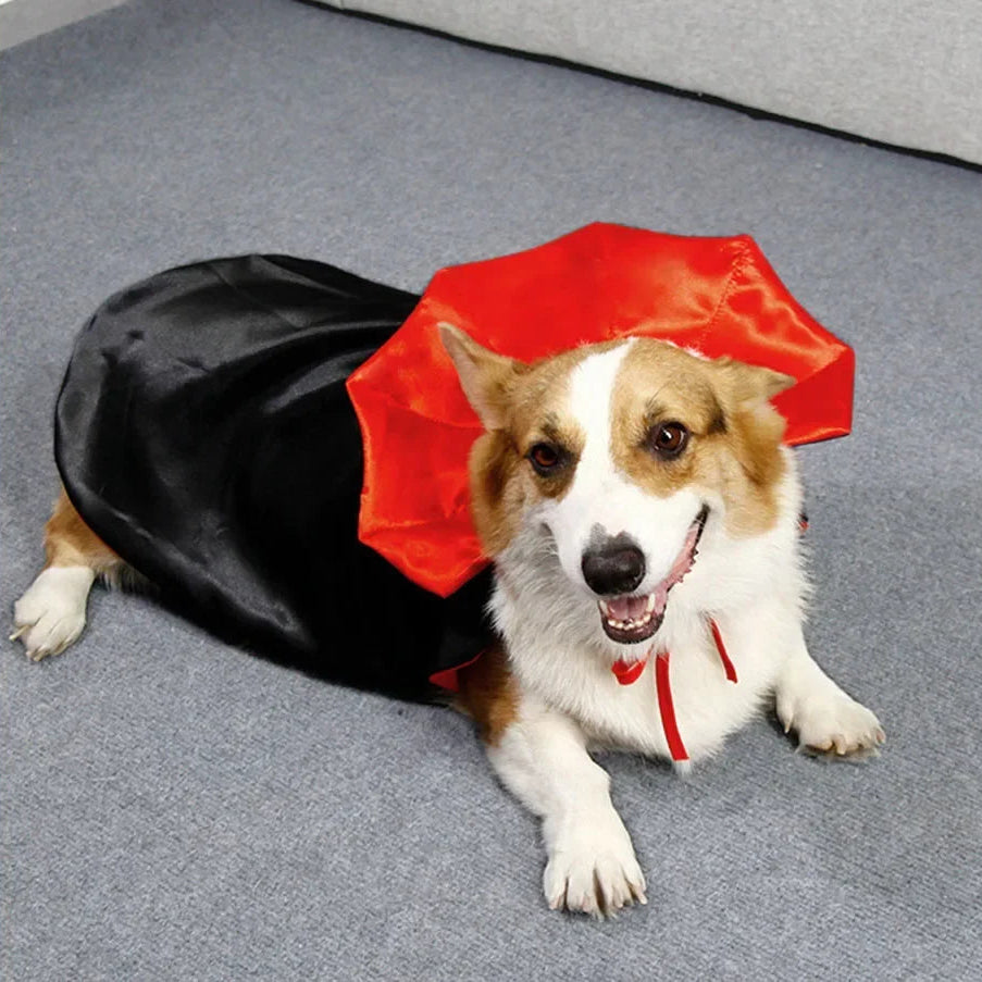Dog wearing a red and black cape ready for Halloween party