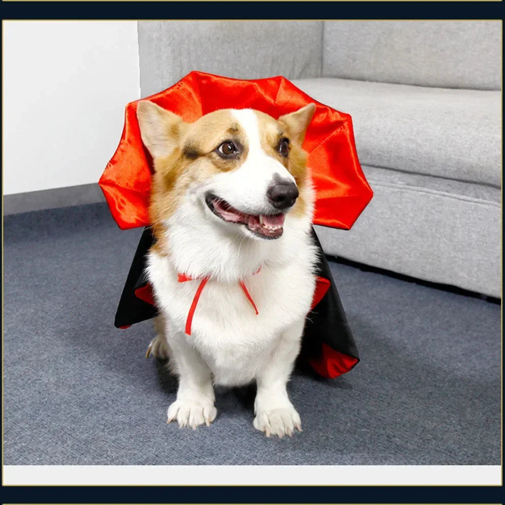 Dog wearing a red cape indoors on a carpeted floor.