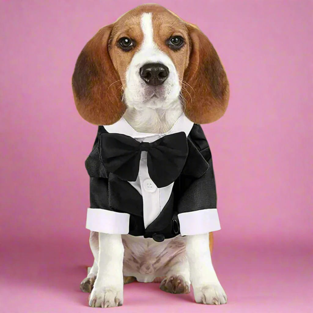 Dog wearing a tuxedo with a bow tie on a pink background