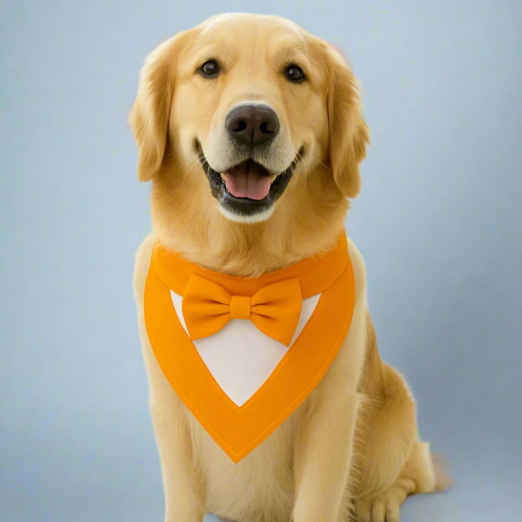 Dog wearing an orange bow tie 