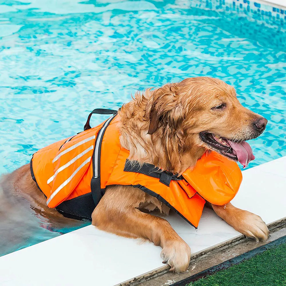Dog wearing an orange life jacket in a pool