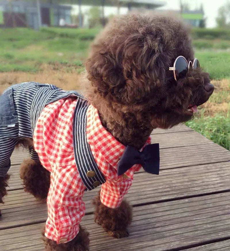 Dog wearing brown sunglasses with rose gold trim