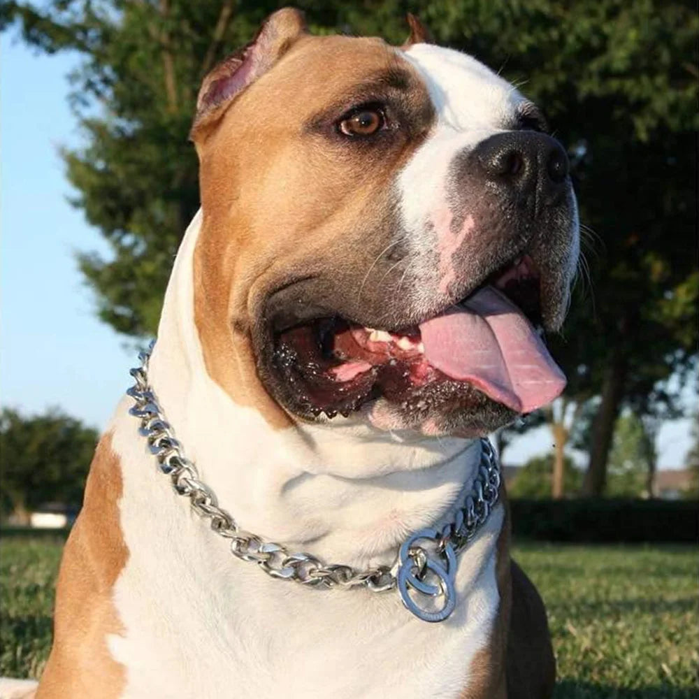 Dog with a chain collar in an outdoor setting