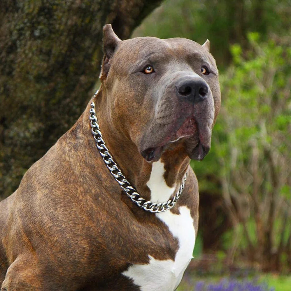 Large brown and white dog with a chain collar standing outdoors.