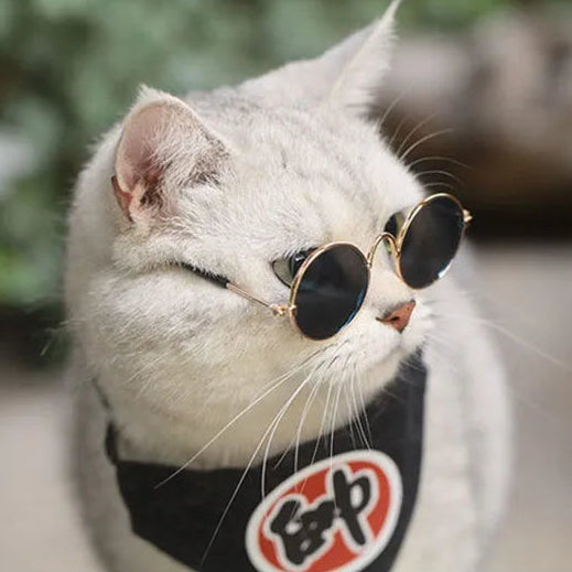 Pet wearing round sunglasses 