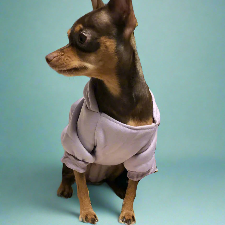 Purple sweater for pet dogs