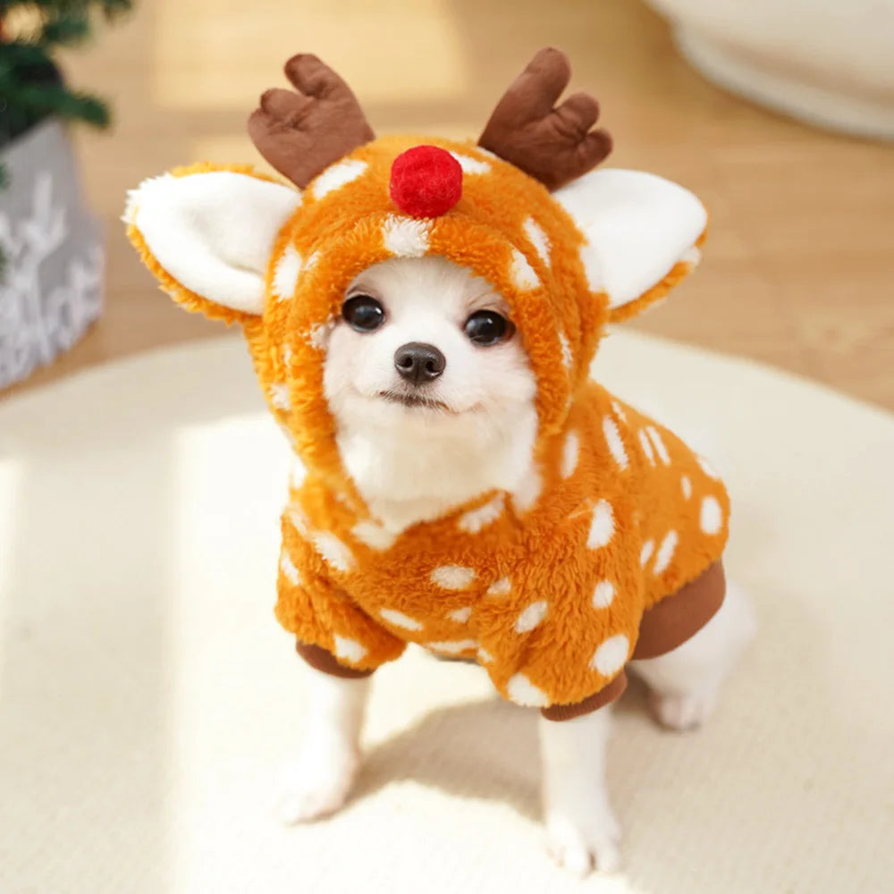 Small dog wearing a deer costume with antlers and a red nose xmas