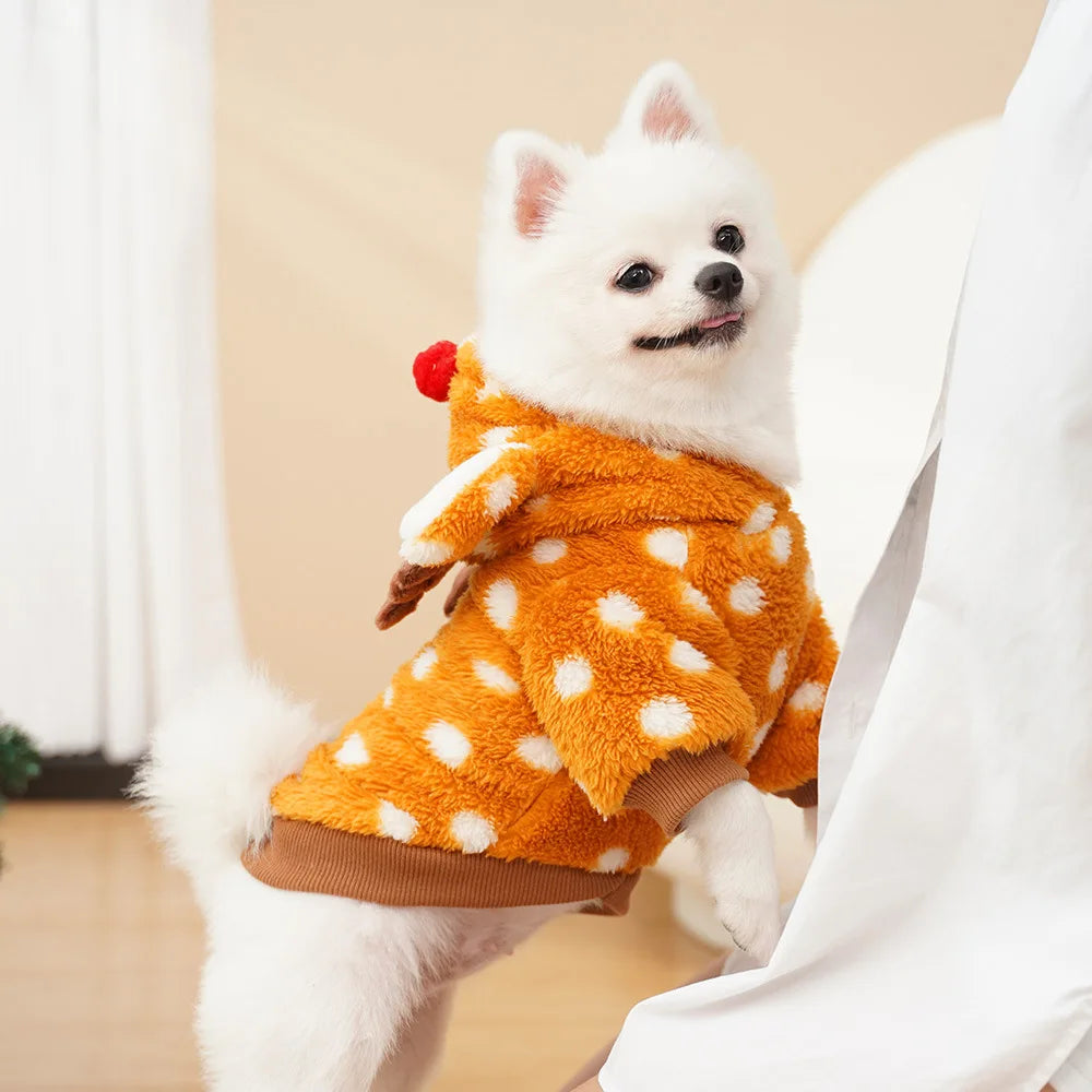 Small white dog wearing an orange and white polka dot outfit with a red pom-pom