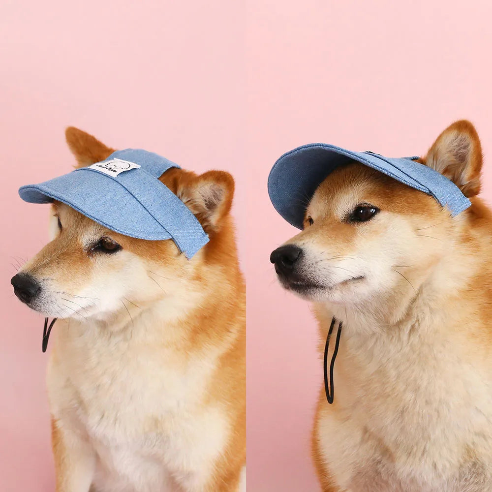 Two Shiba Inus wearing blue caps on a pink background