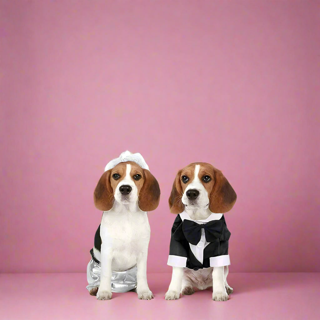 Two dogs dressed in wedding attire sitting.