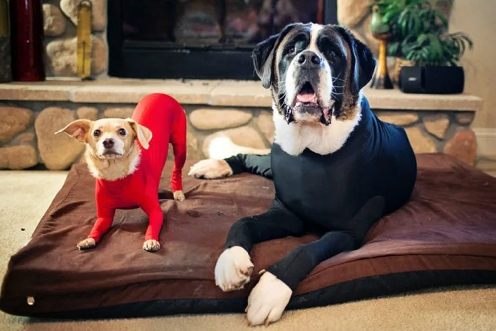 Two dogs, one in a red outfit and the other in a black outfit