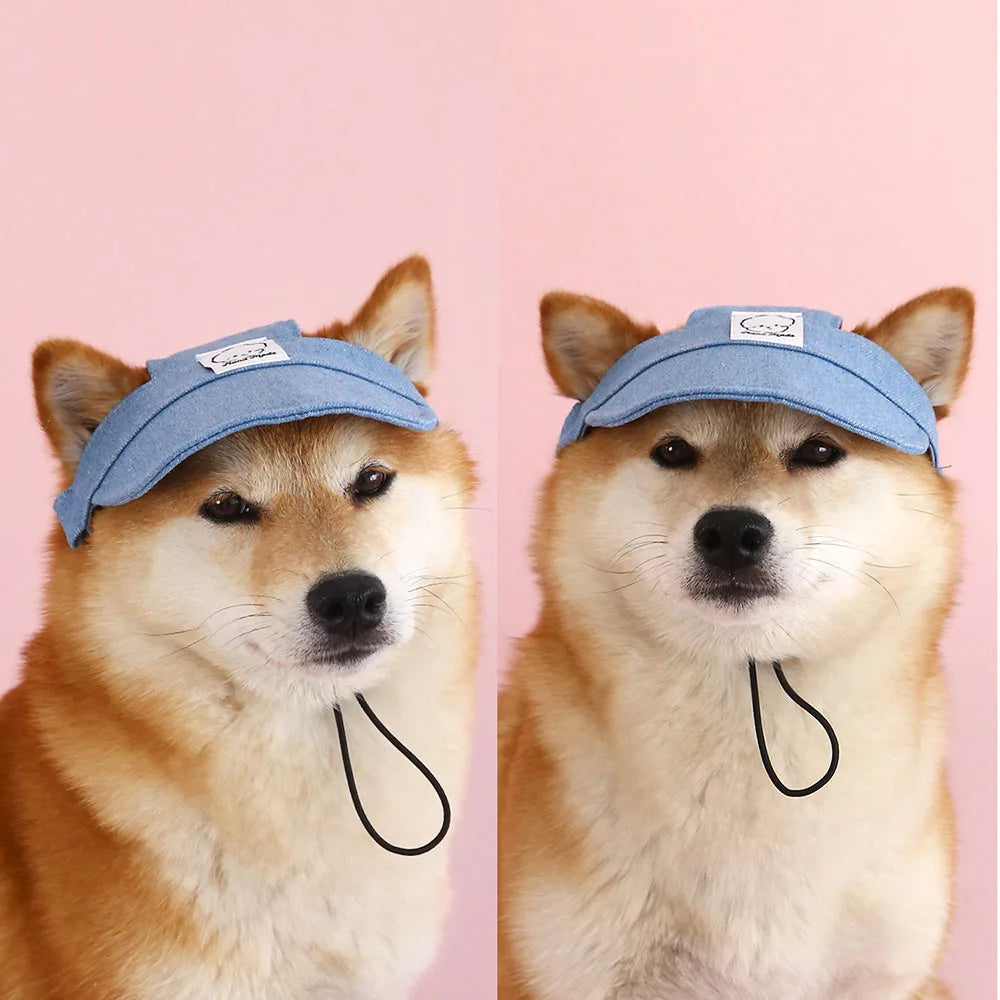 Two dogs wearing blue caps on a pink background