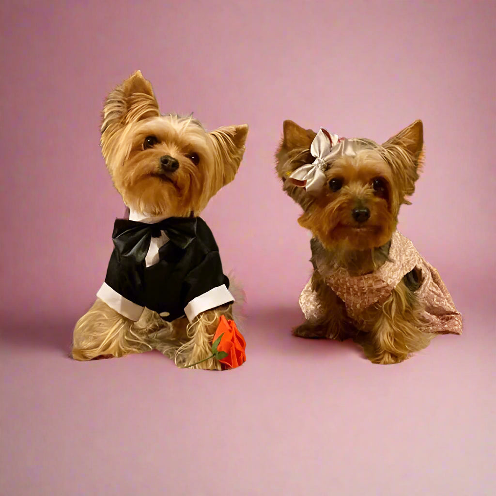 Two small dogs dressed in formal attire