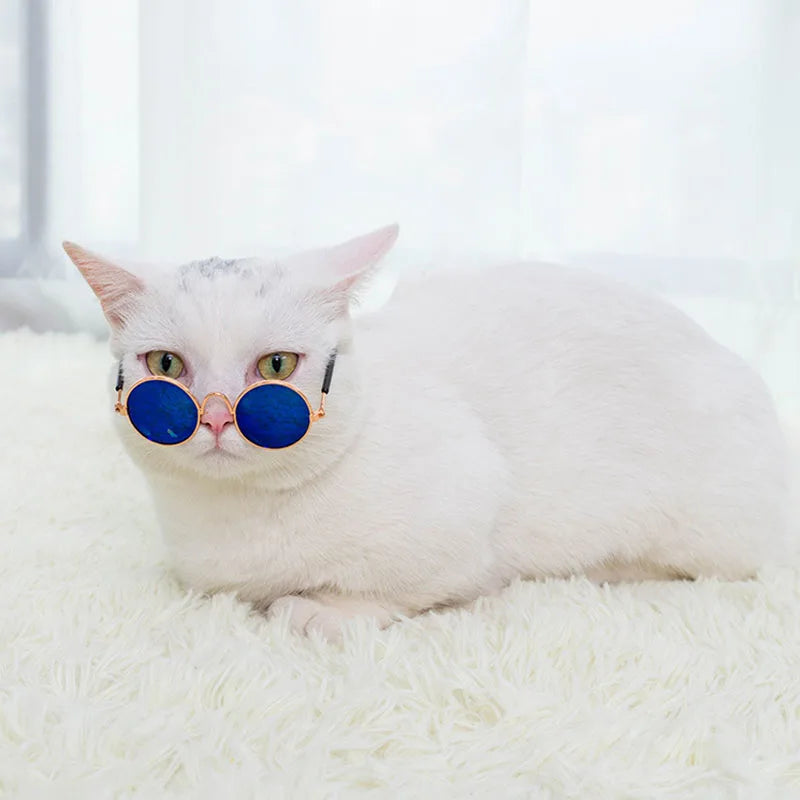 White cat wearing blue sunglasses