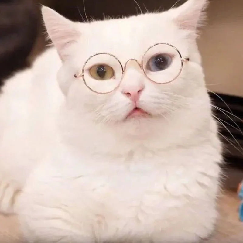 White cat wearing round glasses 