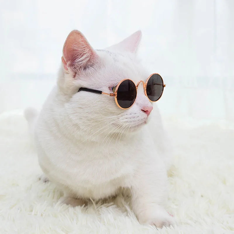 White cat wearing round sunglasses
