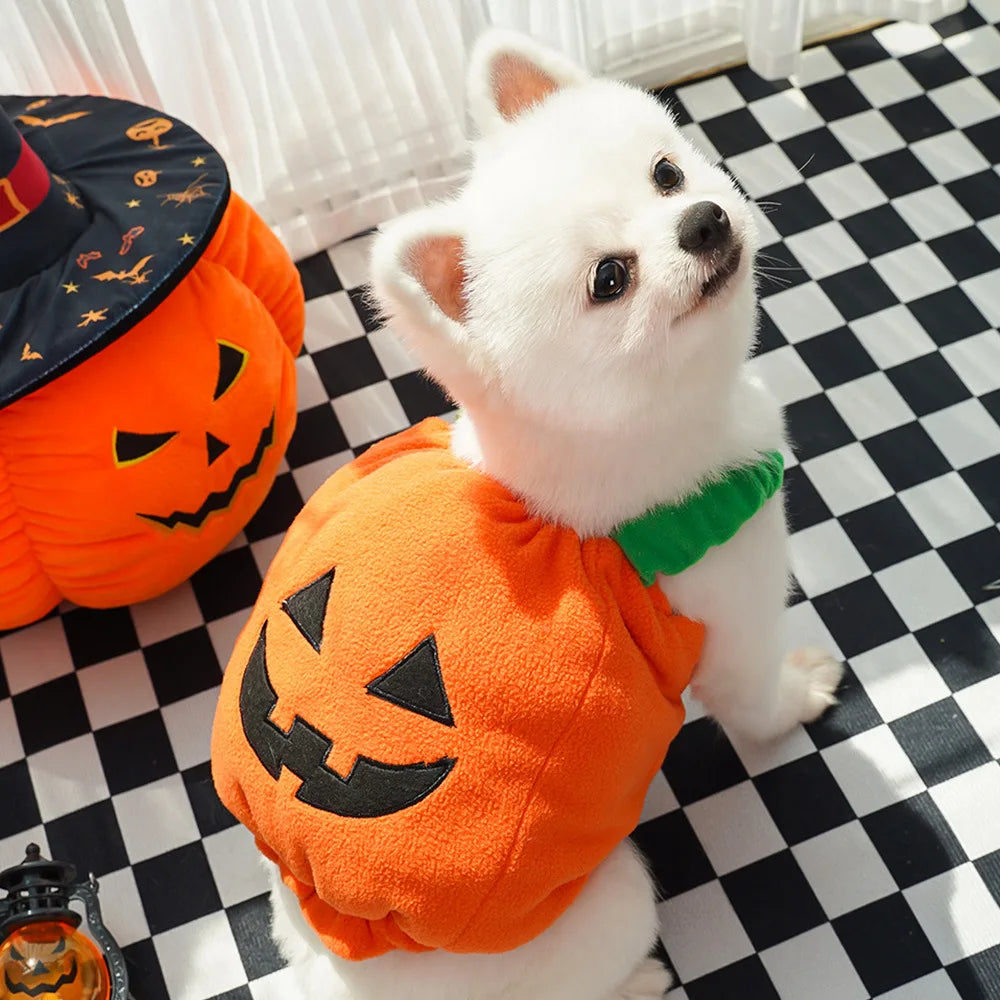 White dog in a pumpkin costume dog hallween costume
