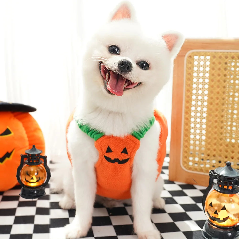 White dog wearing an orange pumpkin costume with Halloween decorations.