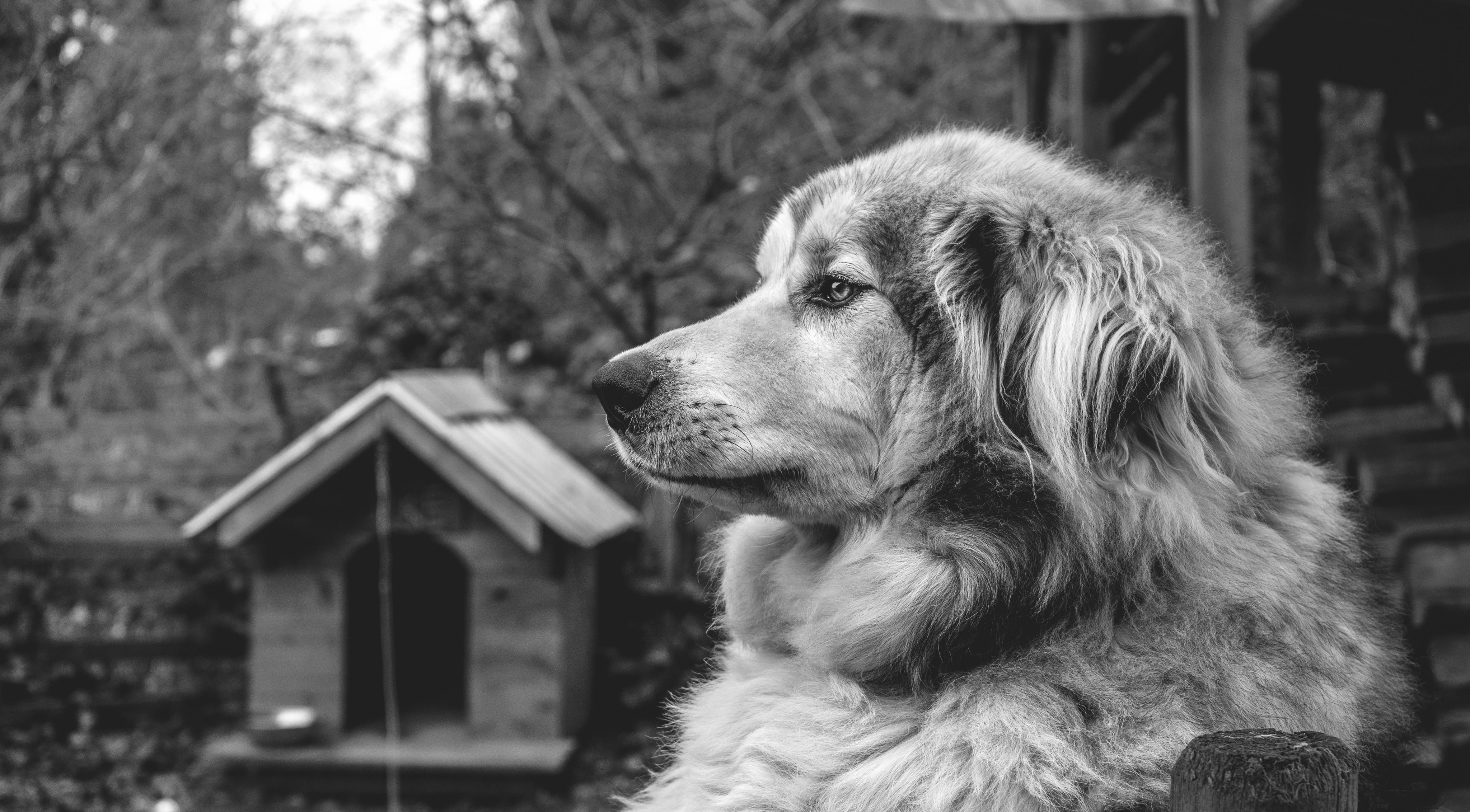 FurryWags pet store dog supplies