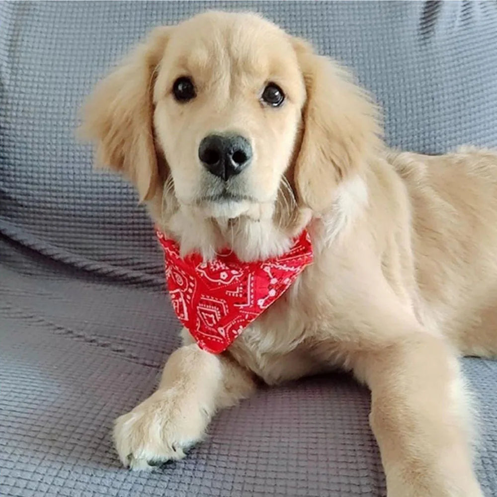 bandana for pets
Adjustable Dog Bandana Collar for Small to Large Pets