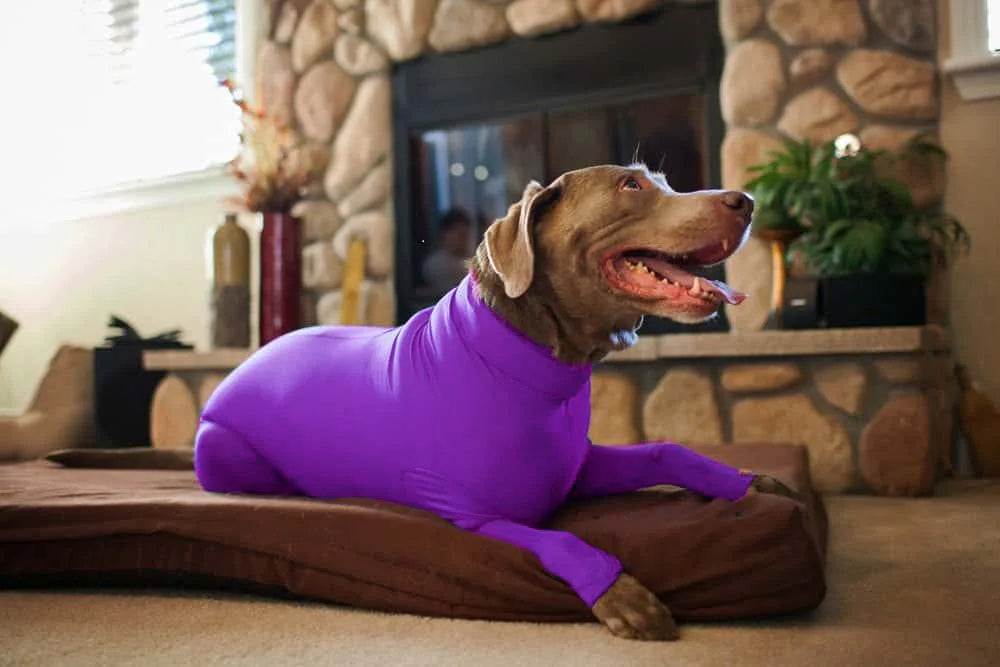 best dog clothes for winter
 Anxiety-Calming Dog Jumpsuit Onesie